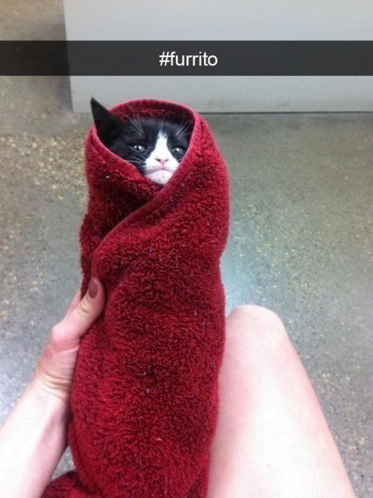 Kitty Kats Gallery Paw Partner Cats Paw Partner