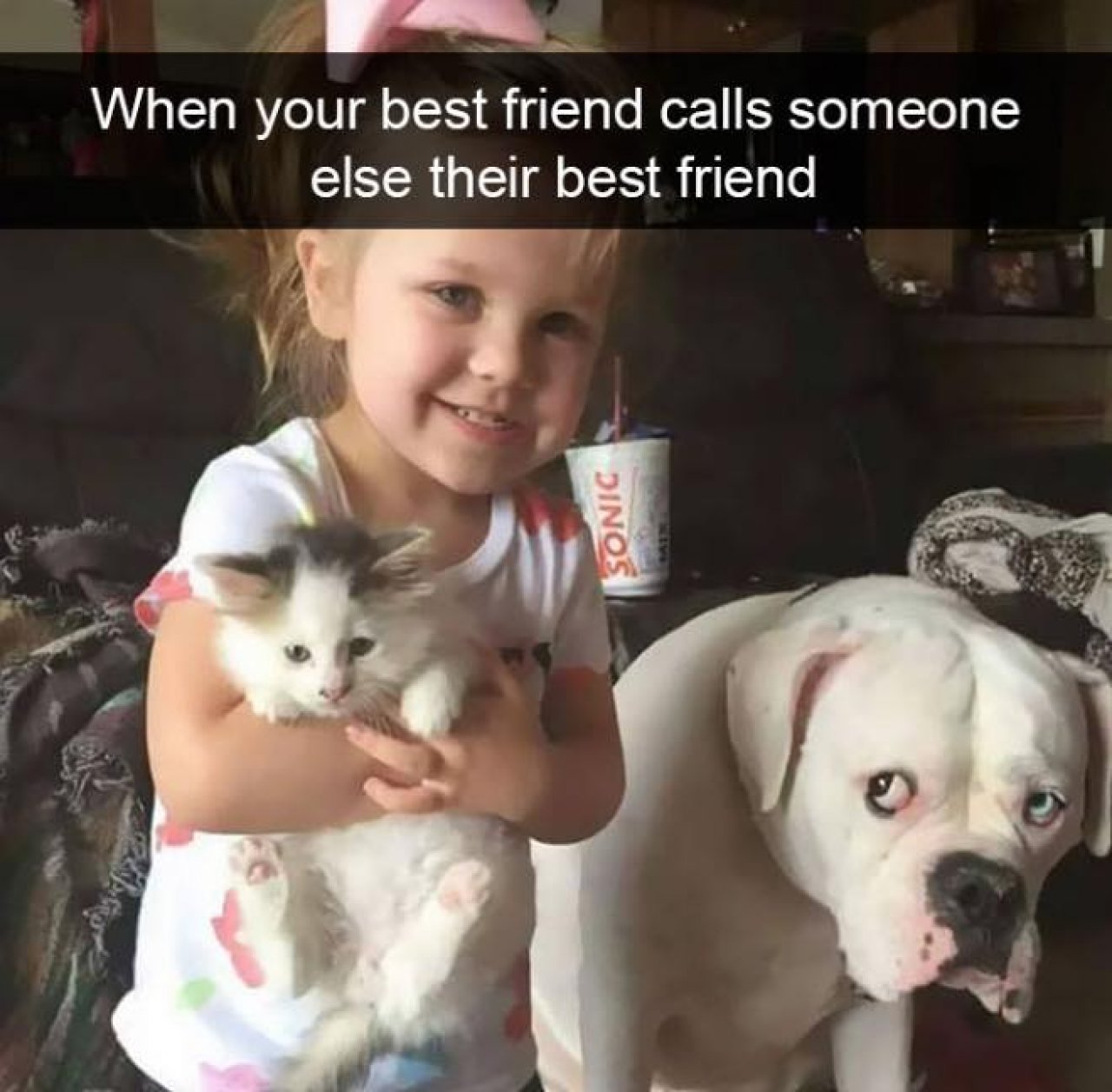 Kitty Kats Gallery Paw Partner Cats Paw Partner