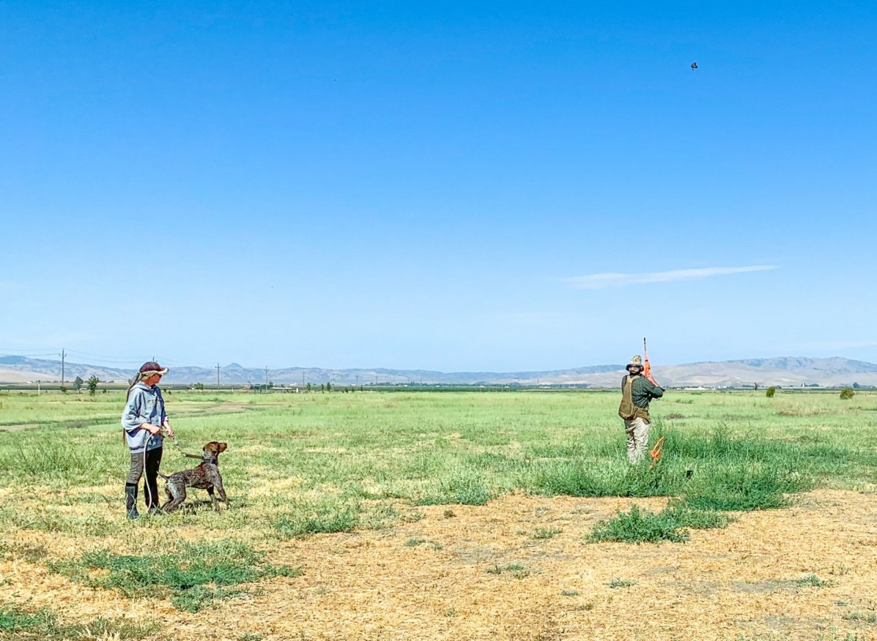 Nelson Kennels Rescue And Volta Farms Training Paw Partner