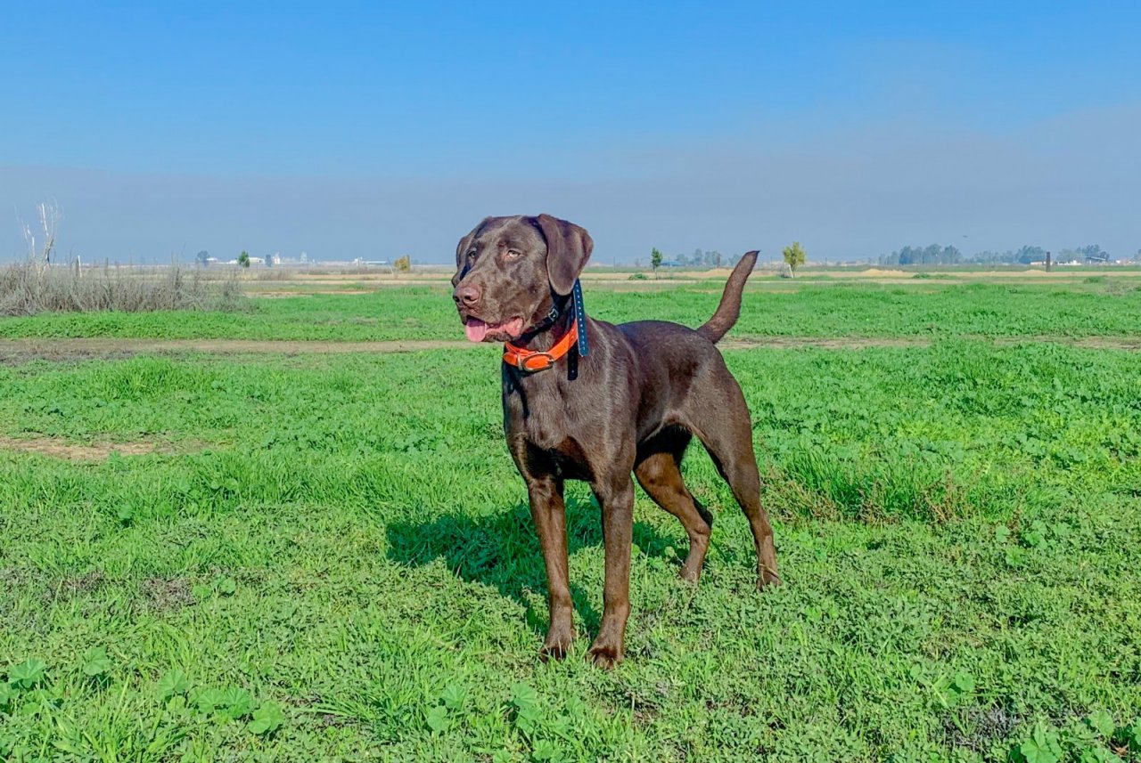 Nelson Kennels Rescue And Volta Farms Training Paw Partner