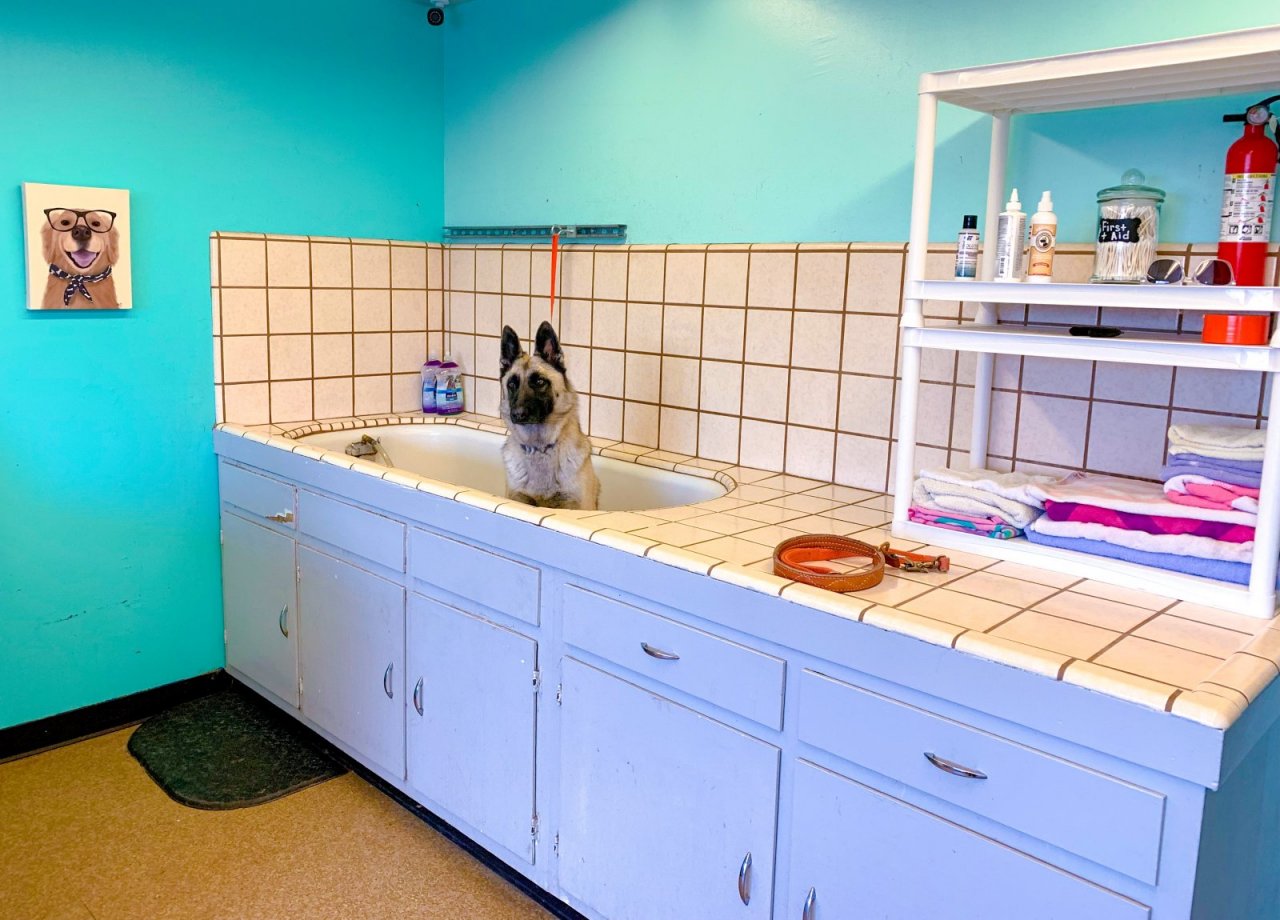 Nelson Kennels Rescue And Volta Farms Training Paw Partner