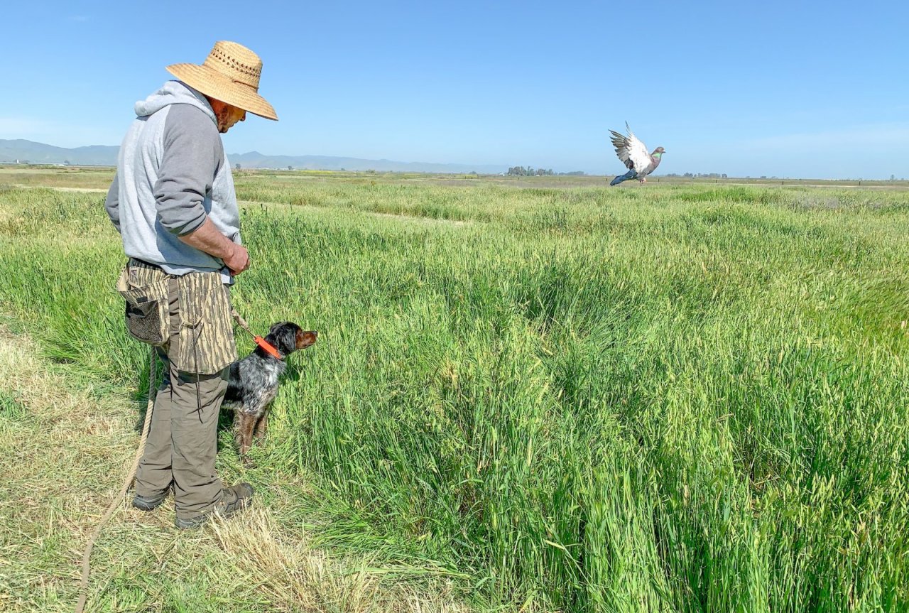 Nelson Kennels Rescue And Volta Farms Training Paw Partner