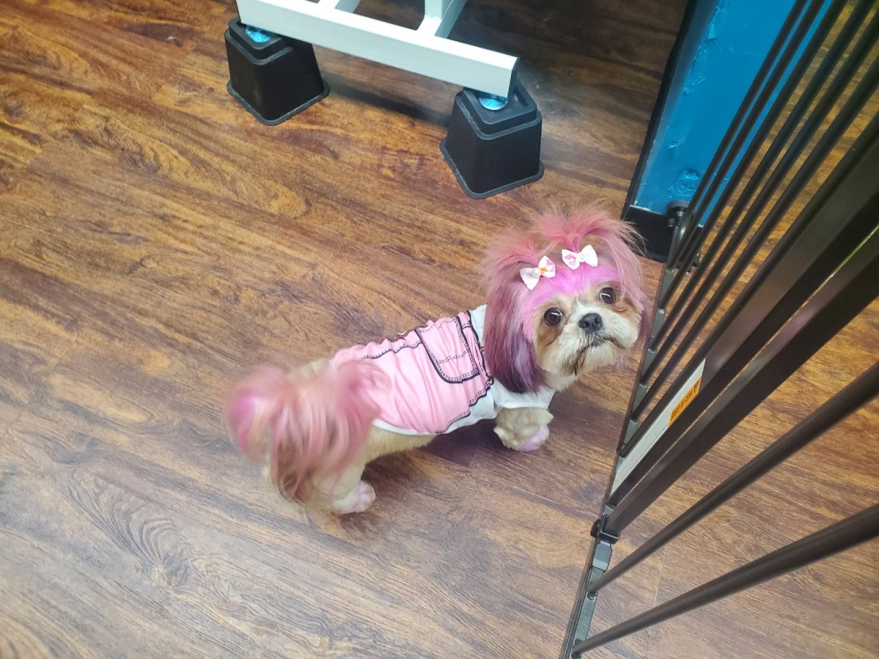 Fluffy Pawz Grooming Salon Paw Partner