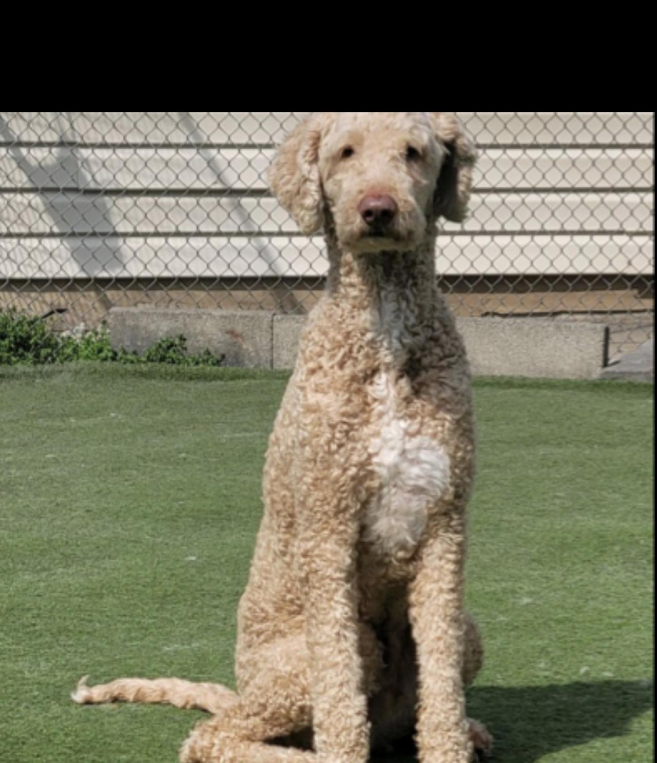 Pet Resort At Green Springs Paw Partner