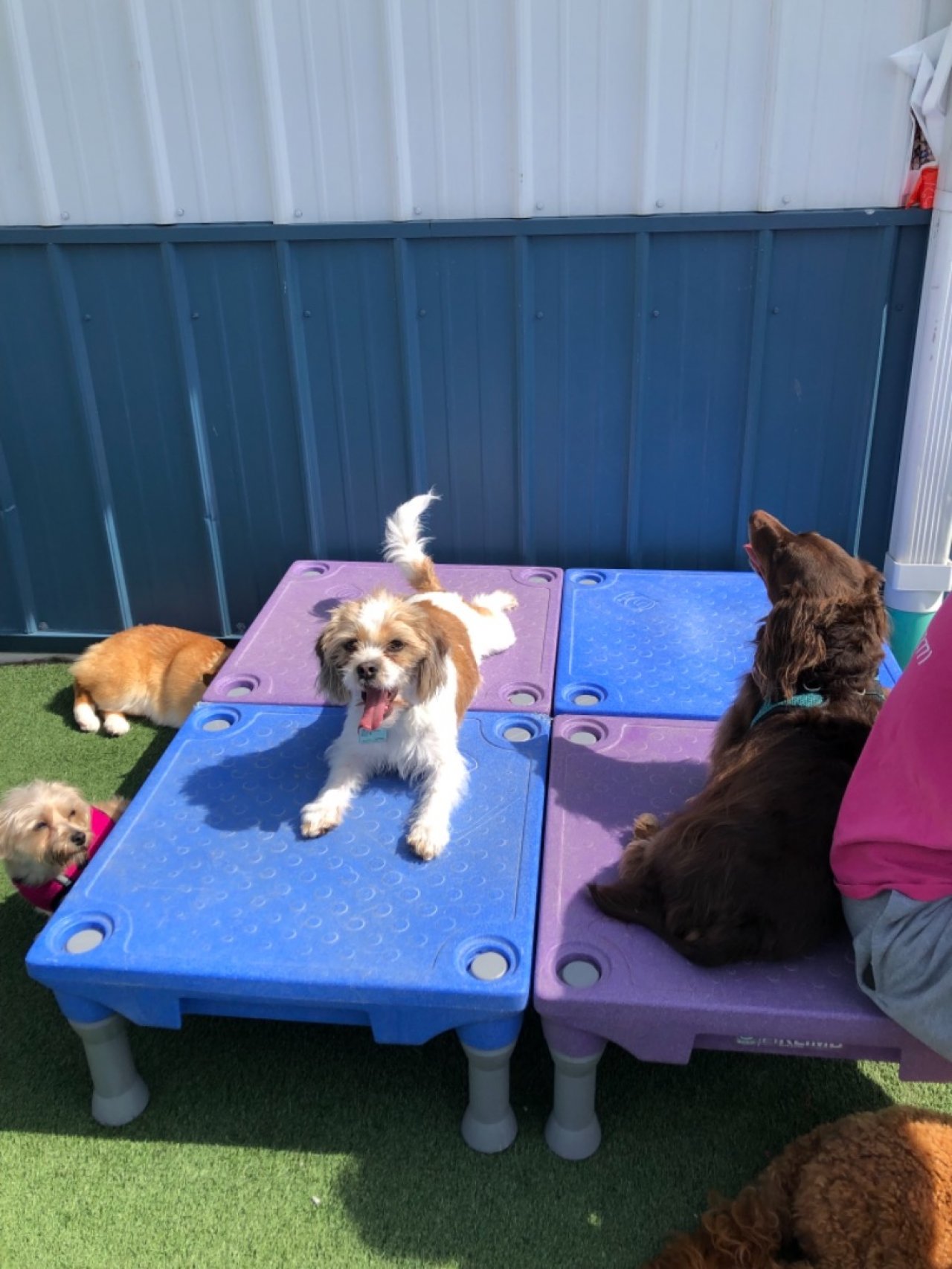 Timeline Daisy's Doggie Daycare Batesville Paw Partner