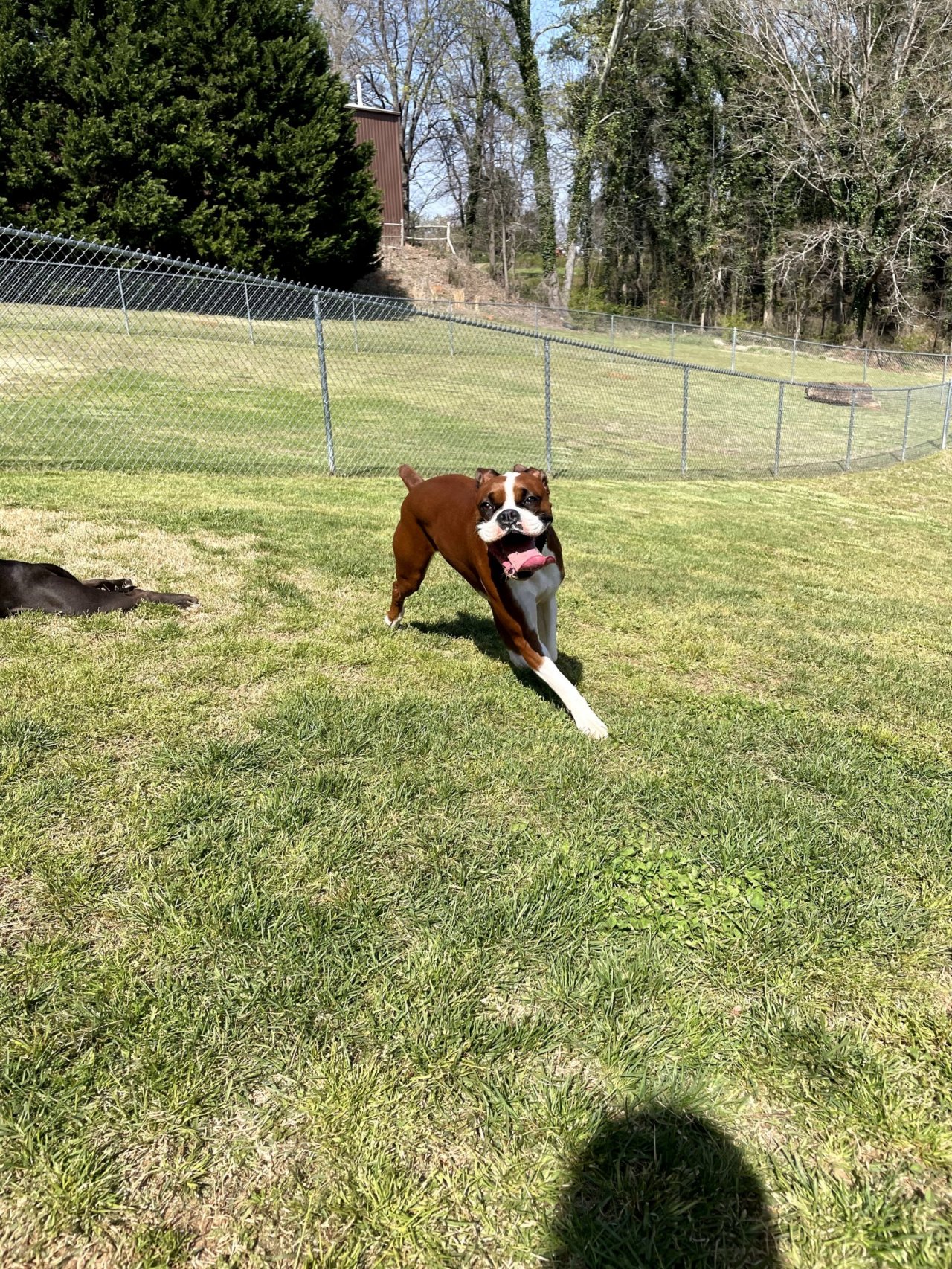 Hollycrest Bed And Biscuit Paw Partner