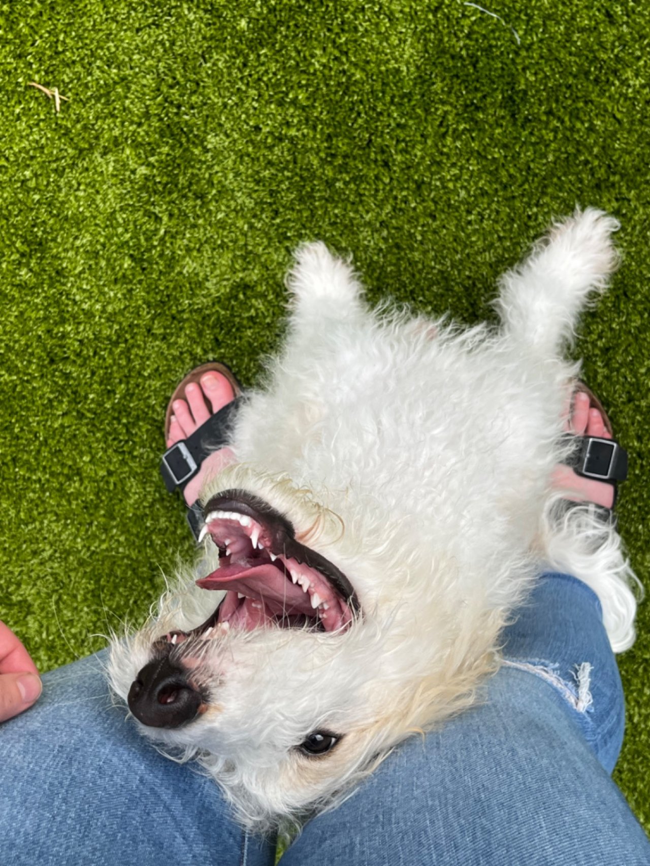 Natural Breed Kennels Resort Paw Partner