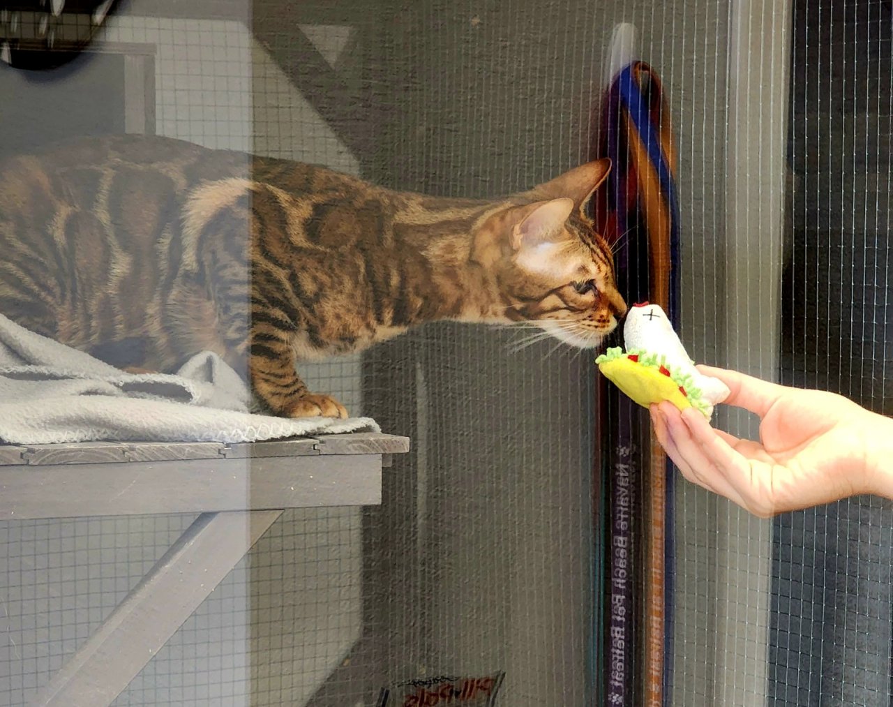 Navarre Beach Pet Retreat Paw Partner