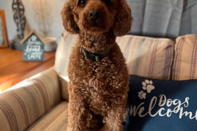 Just Pets Grooming & Boarding Paw Partner