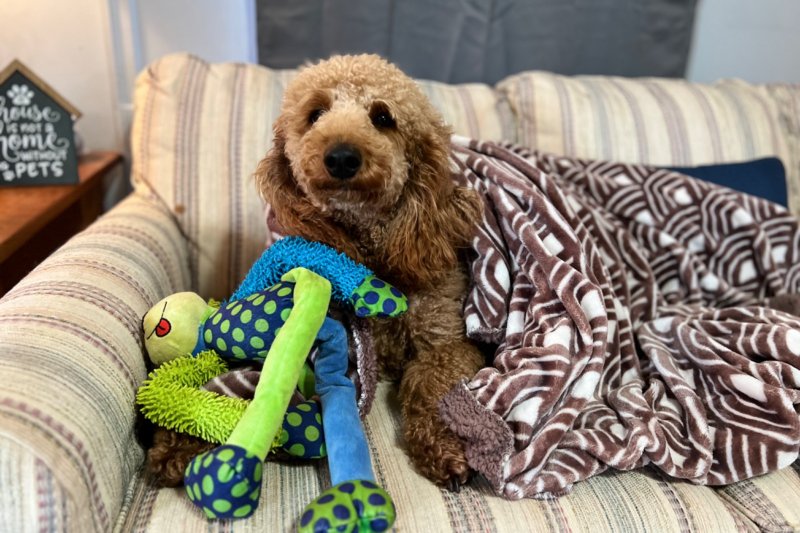 Just Pets Grooming & Boarding Paw Partner