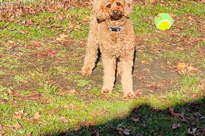 Just Pets Grooming & Boarding Paw Partner