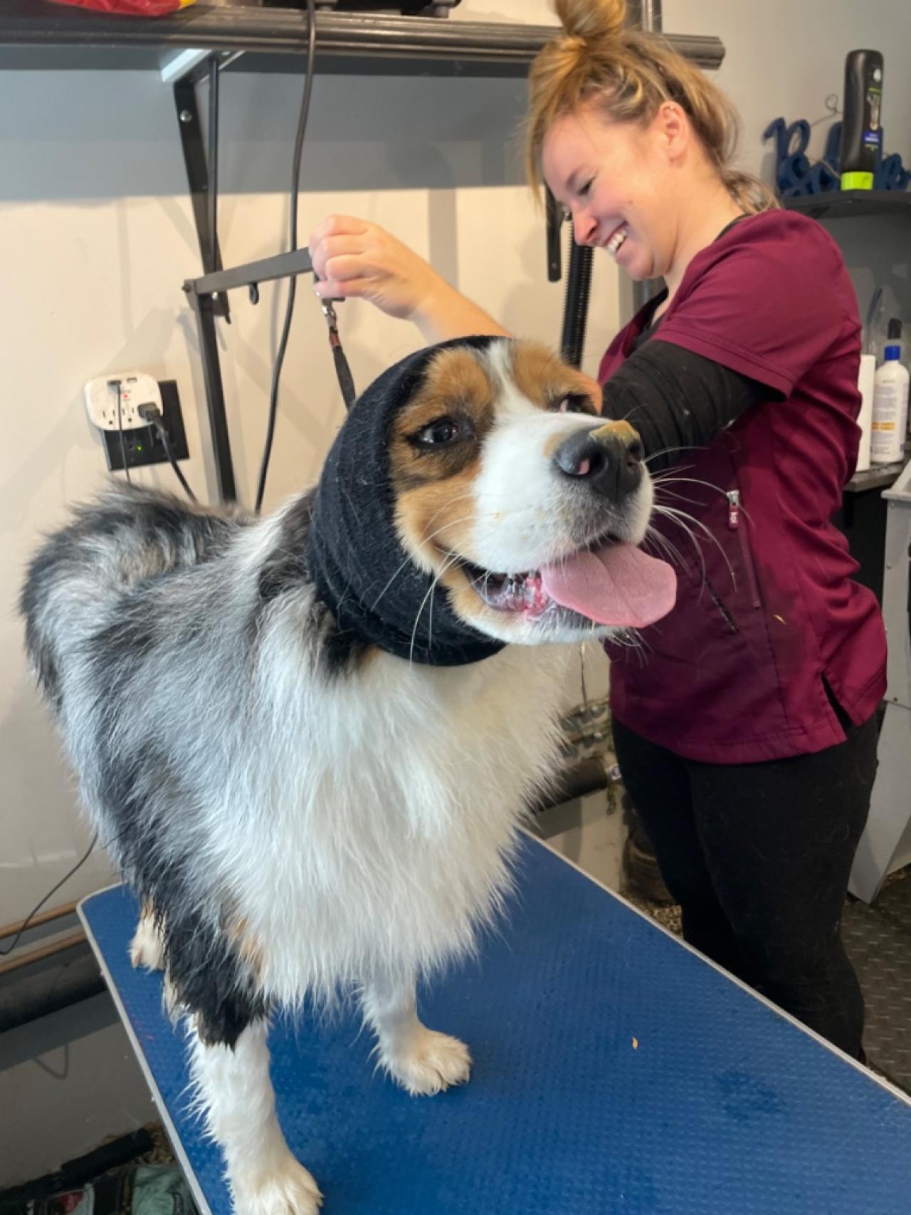 Pleasant Kennels Paw Partner