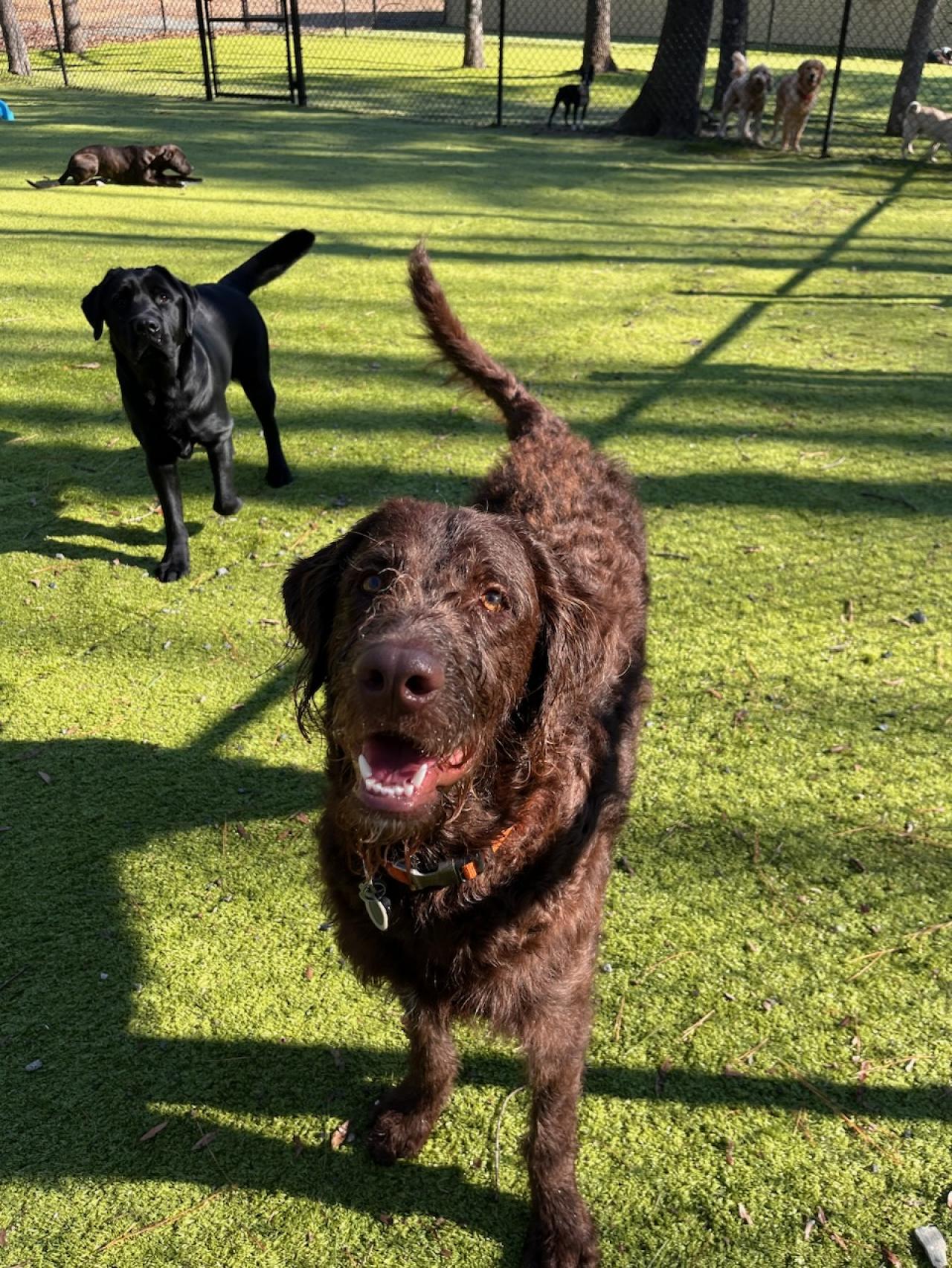 Natural Breed Kennels Resort Paw Partner