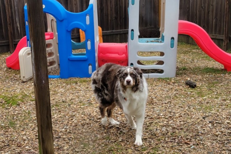 The Paw Spa Of Vilonia Paw Partner