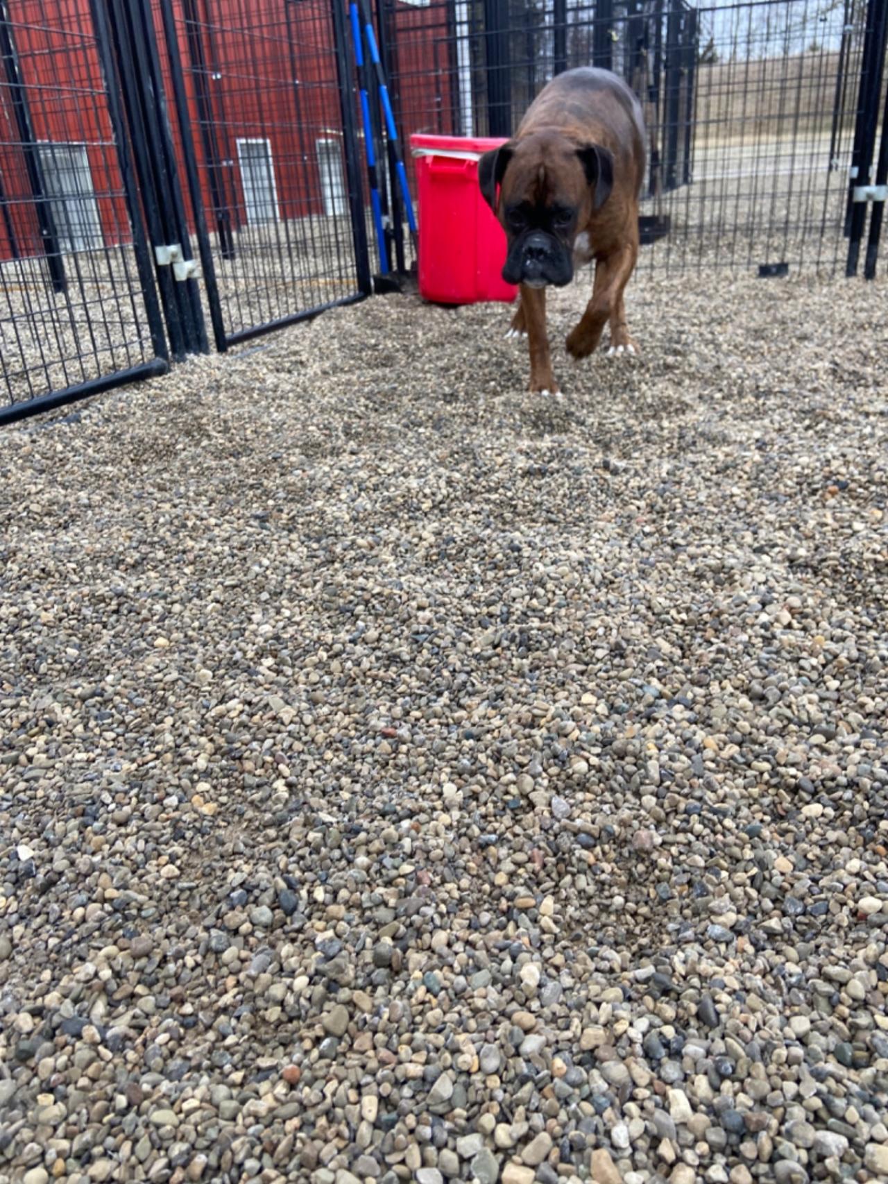 Happy Tails Dog Boarding Paw Partner