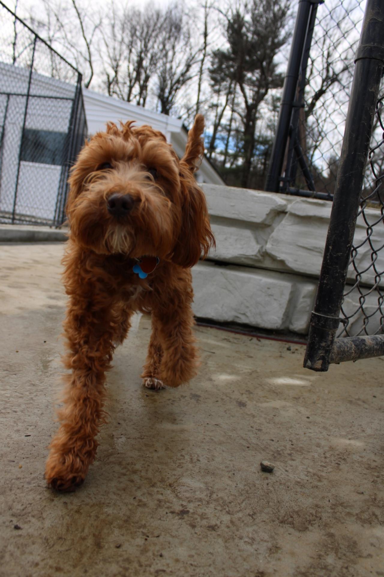 Pleasant Kennels Paw Partner