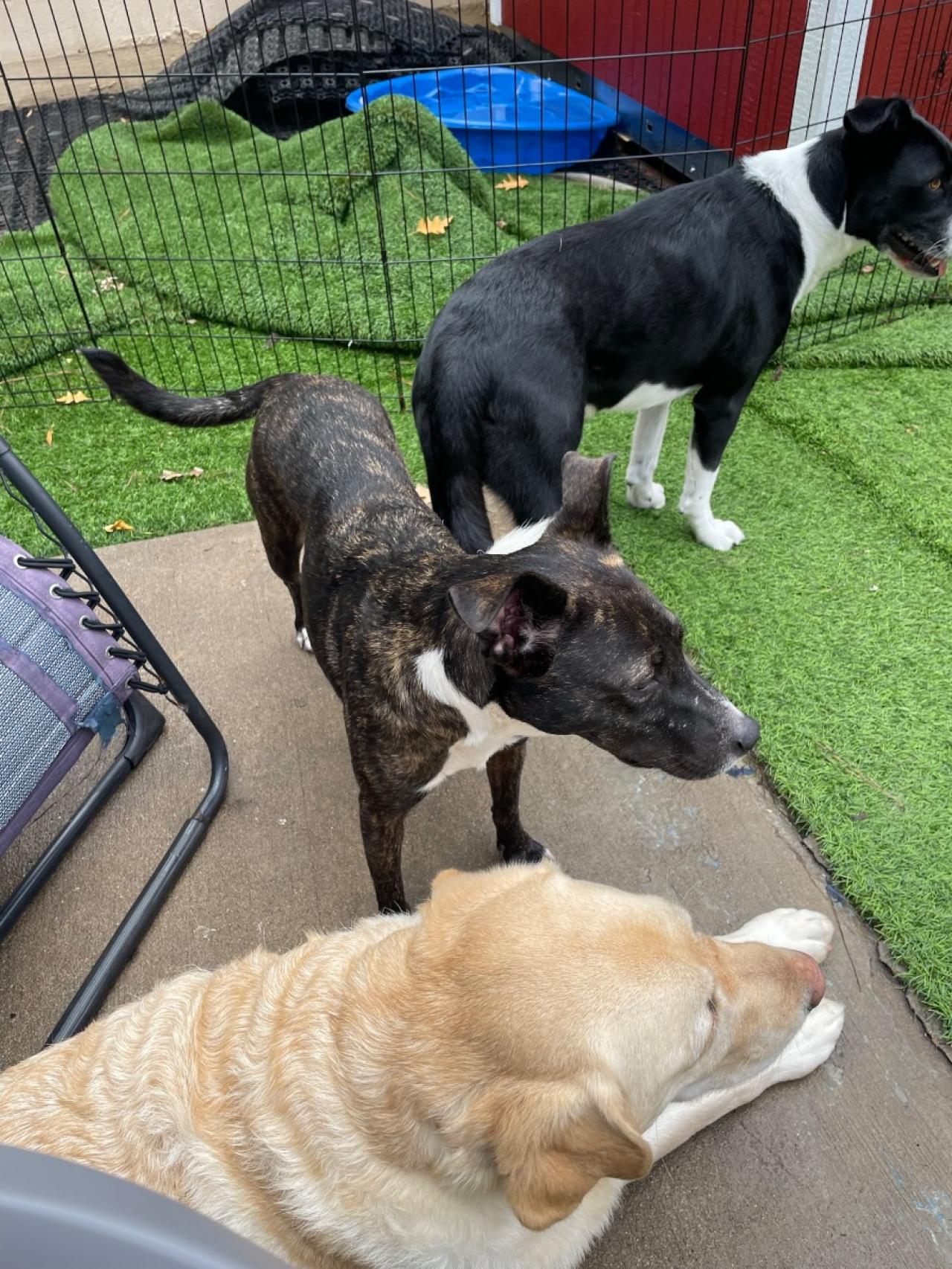 Molly's Mutt House Paw Partner