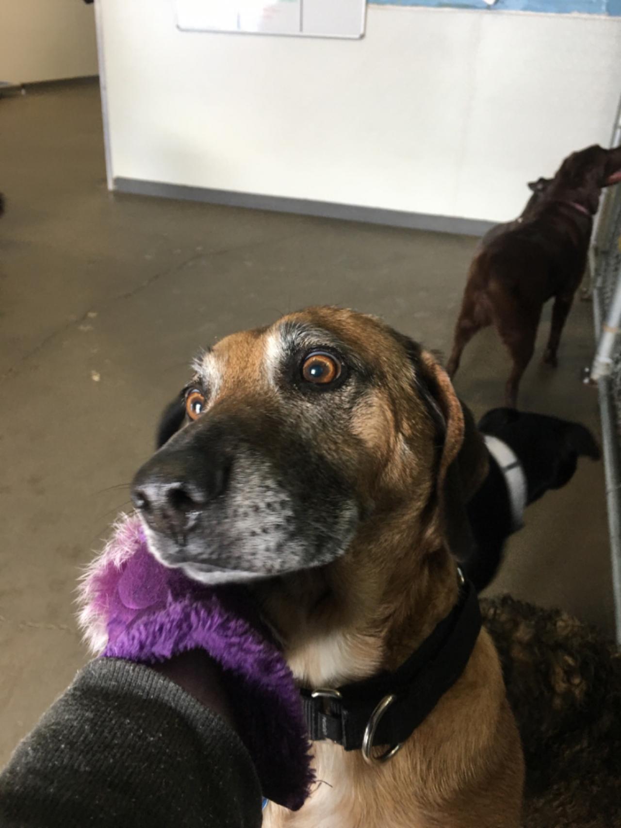 Wags And Whiskers Pet Resort Paw Partner Wags And Whiskers Pet Resort Paw Partner
