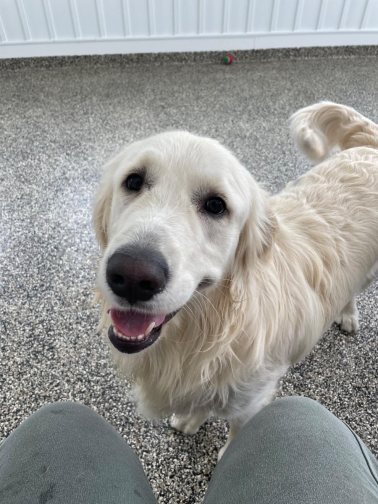 Pleasant Kennels Paw Partner