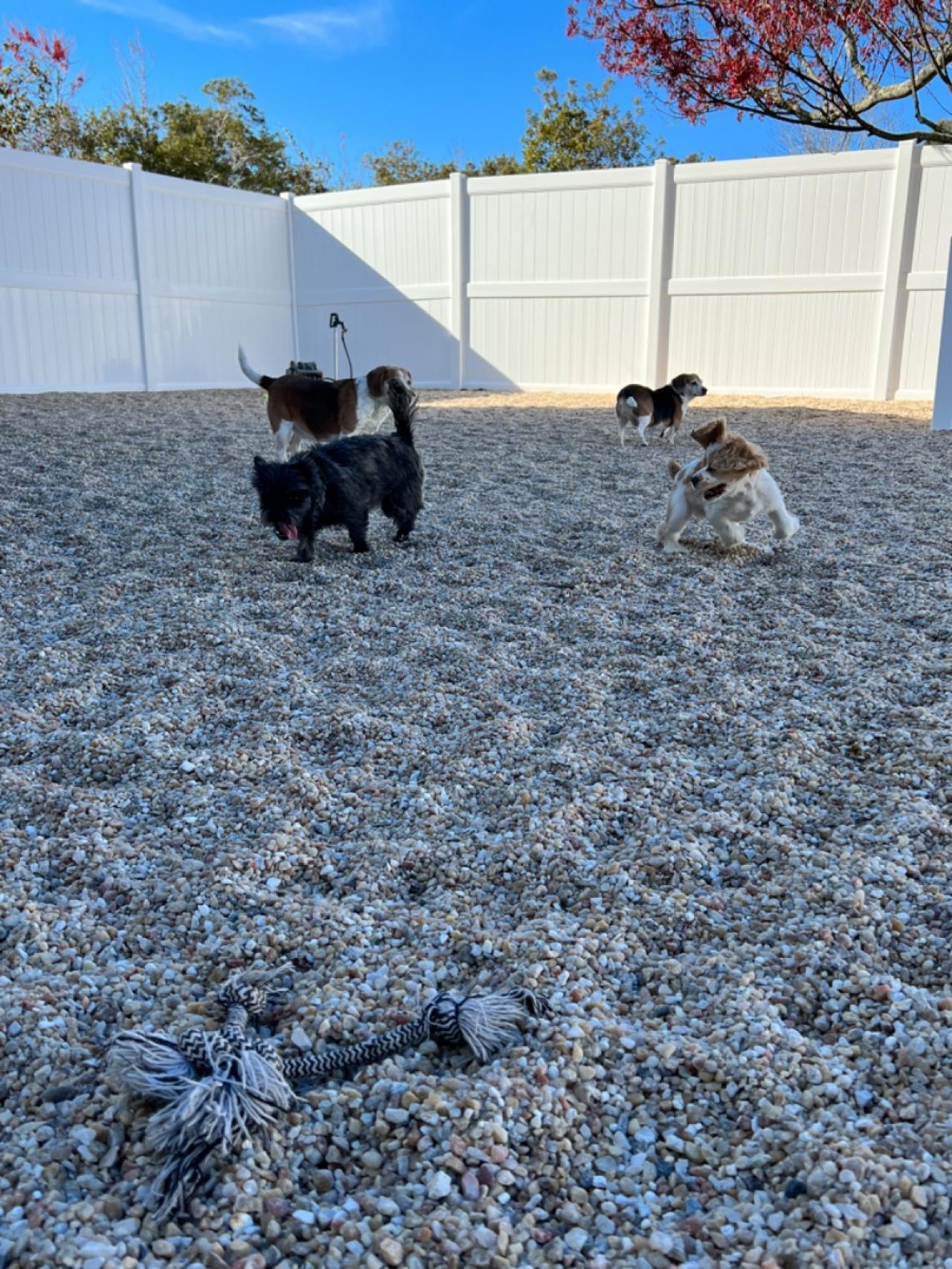 Good Dog Retreat Paw Partner