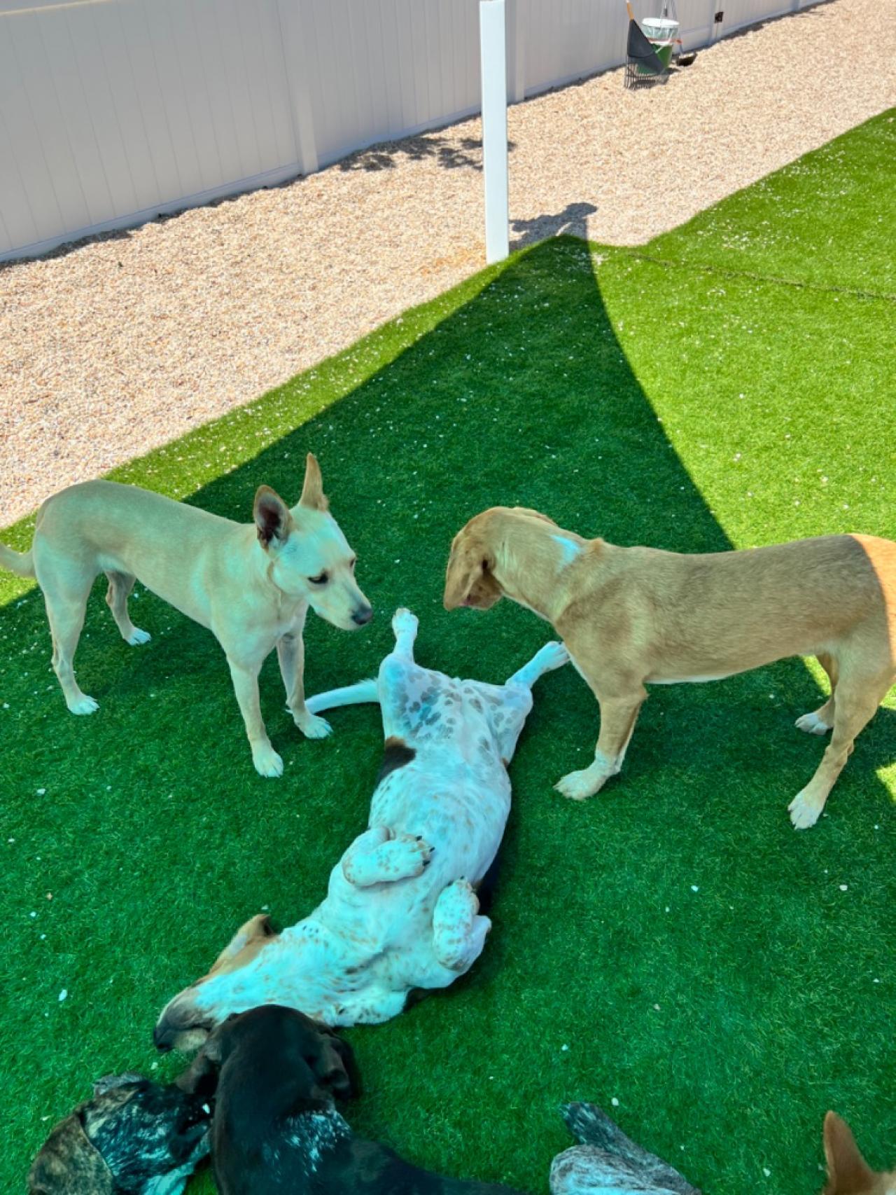 Good Dog Retreat Paw Partner