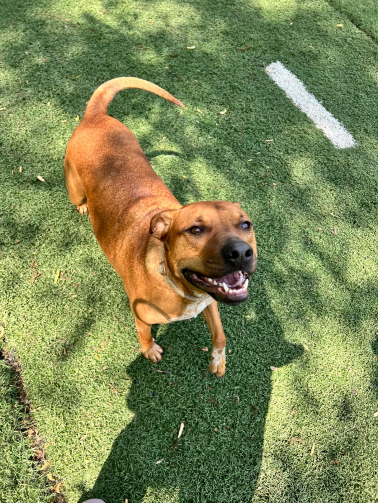 Unleashed Dog Solutions | Paw Partner