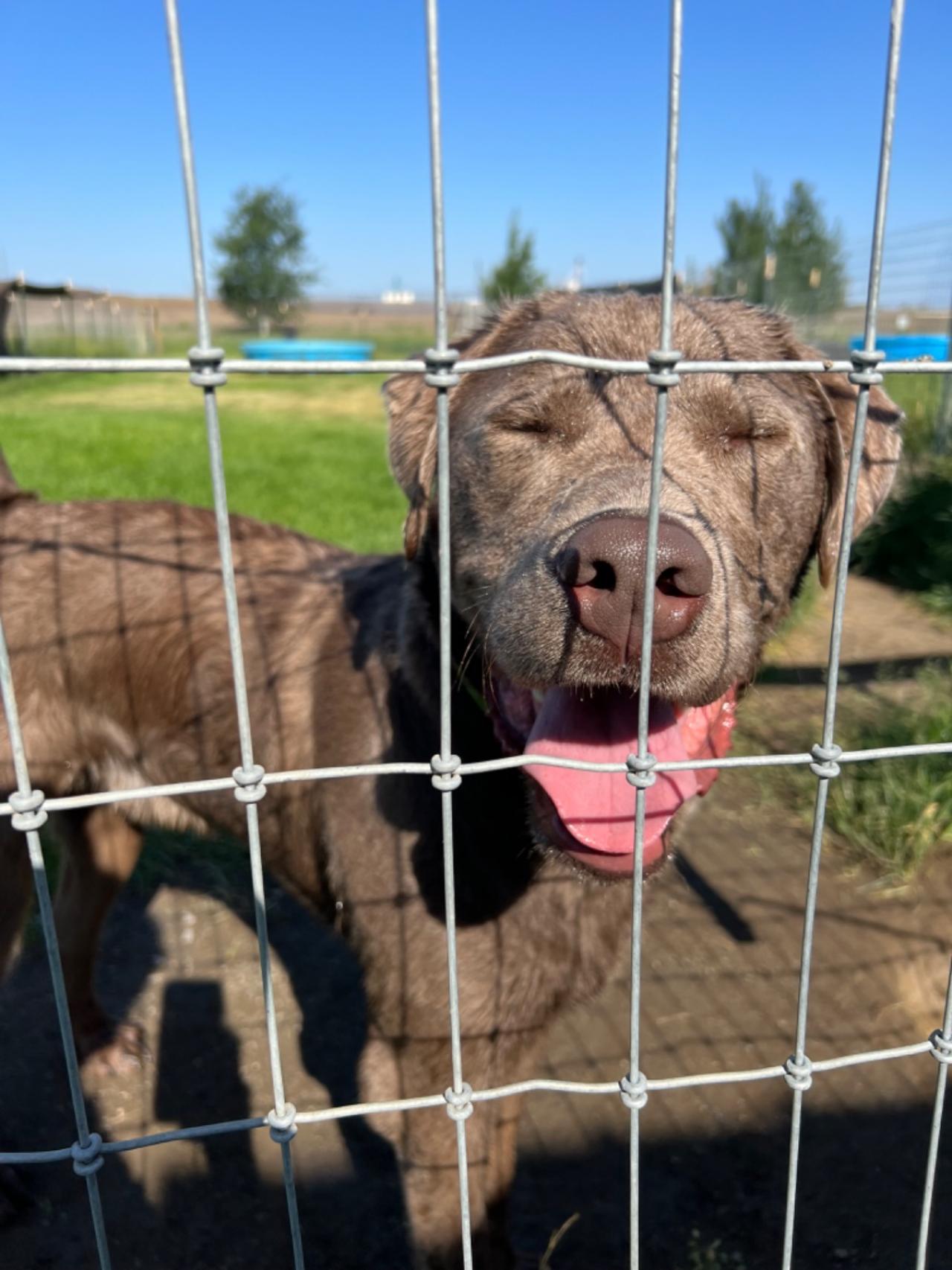 Country Kennels Paw Partner