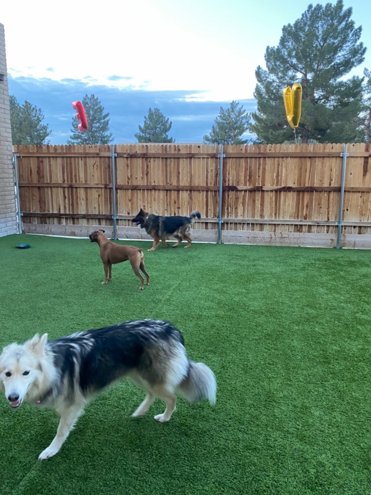 Paddock's Paws Pet Care And Training Paw Partner