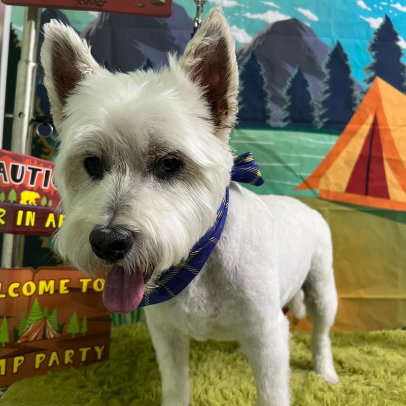 Wet Your Whiskers Dover/Shiloh Paw Partner