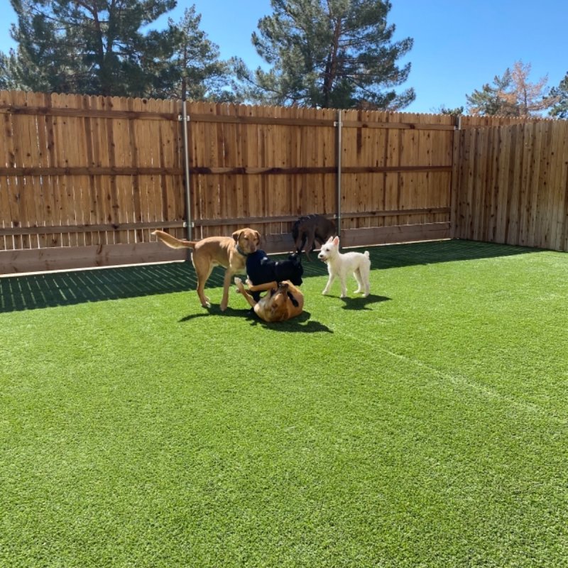 Timeline Paddock's Paws Pet Care And Training Paw Partner