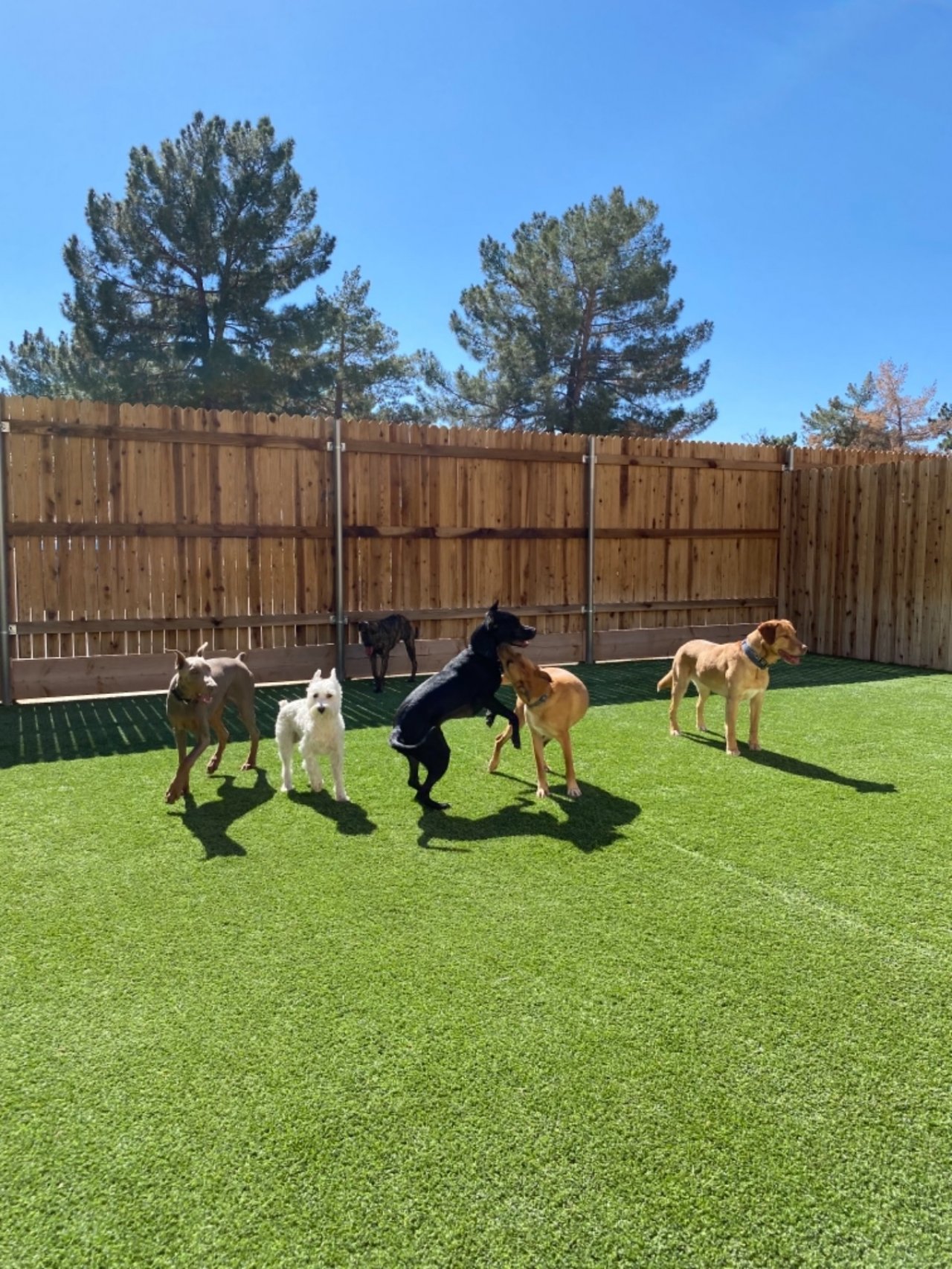 Timeline Paddock's Paws Pet Care And Training Paw Partner