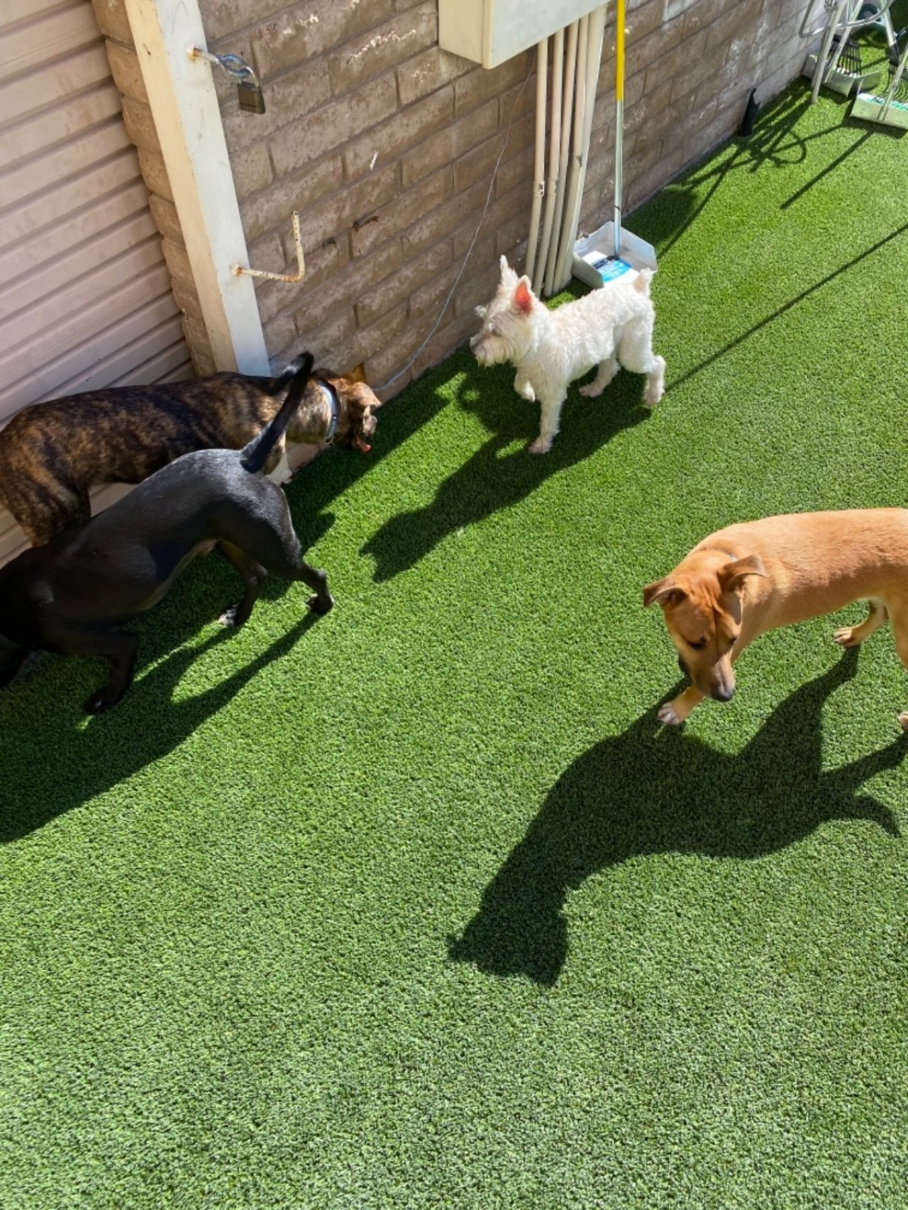 Timeline Paddock's Paws Pet Care And Training Paw Partner