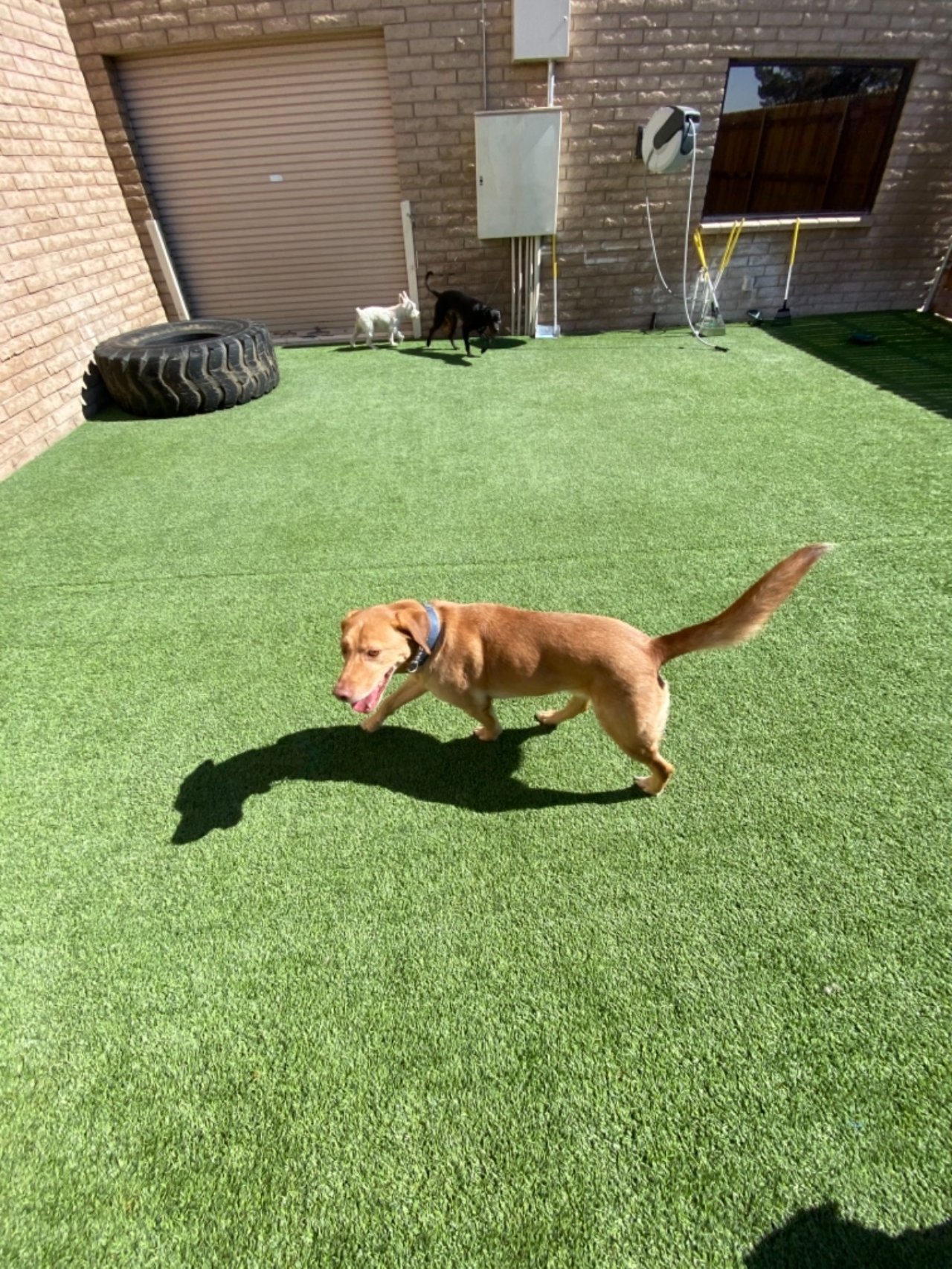Paddock�s Paws Pet Care And Training Paw Partner