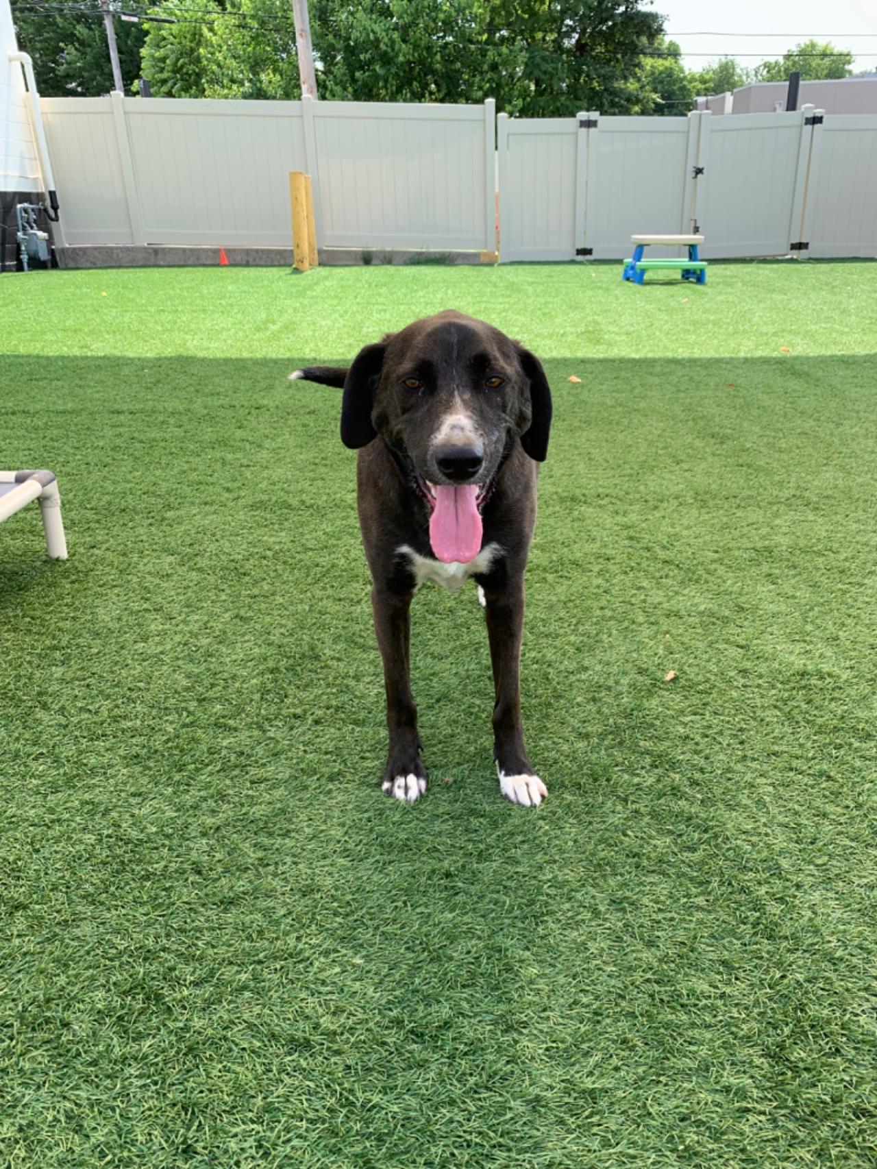 The Barking Lot Paw Partner