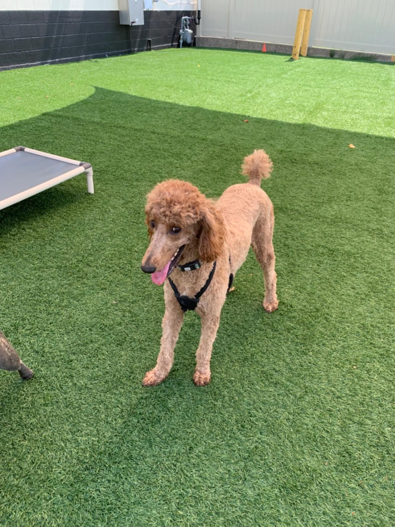 The Barking Lot Paw Partner