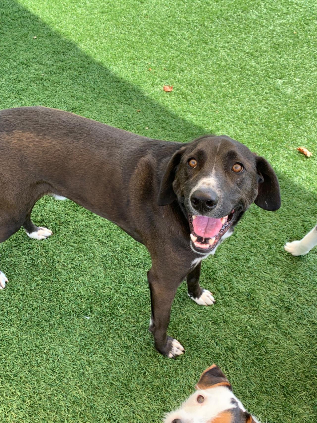 The Barking Lot Paw Partner