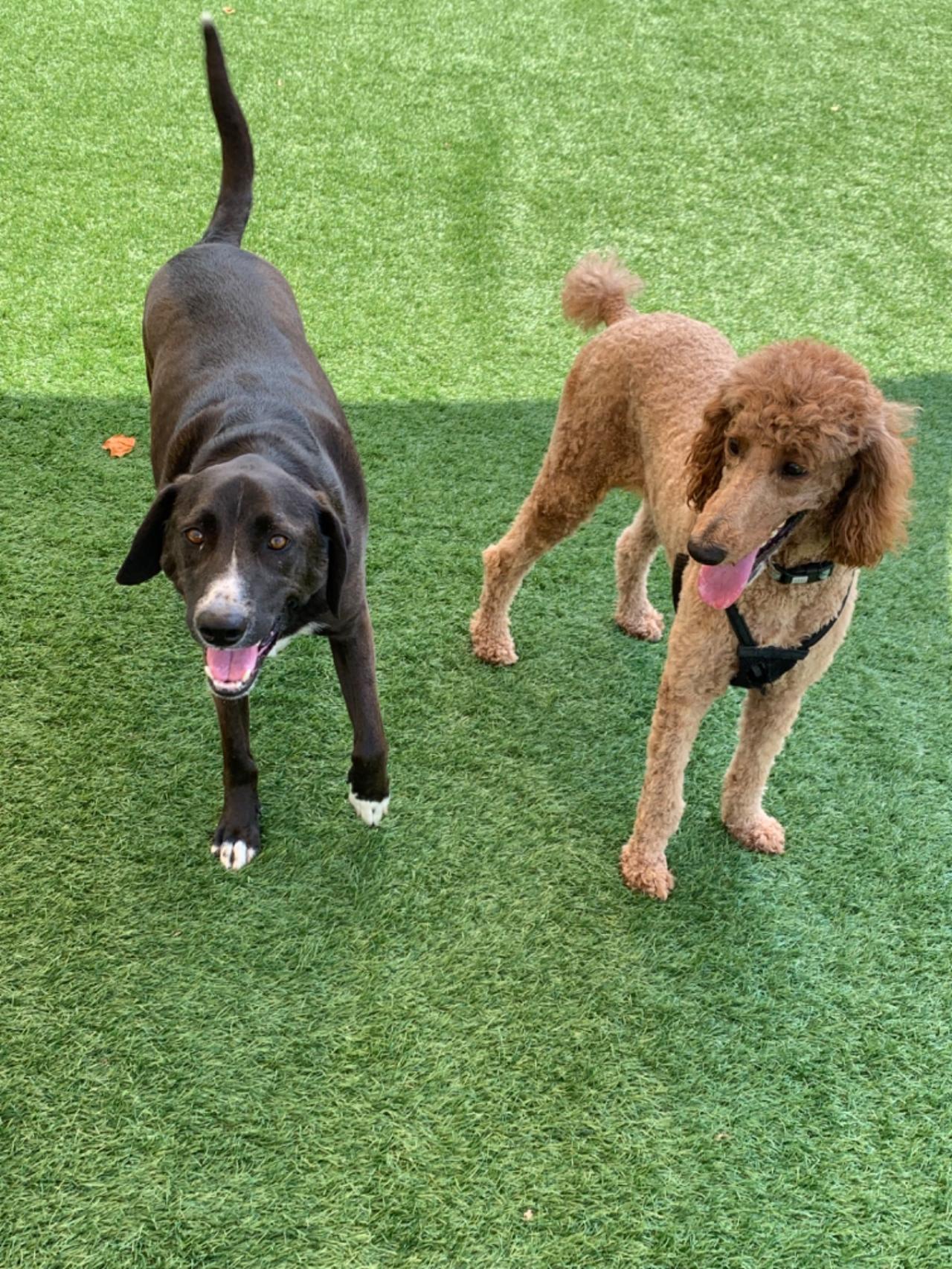 The Barking Lot Paw Partner