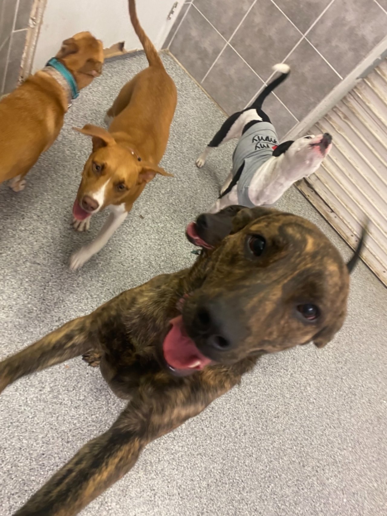 Paddock�s Paws Pet Care And Training Paw Partner Paddock�s Paws Pet Care And Training Paw Partner
