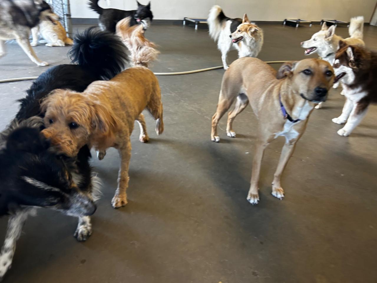 Wags And Whiskers Pet Resort Paw Partner Wags And Whiskers Pet Resort Paw Partner