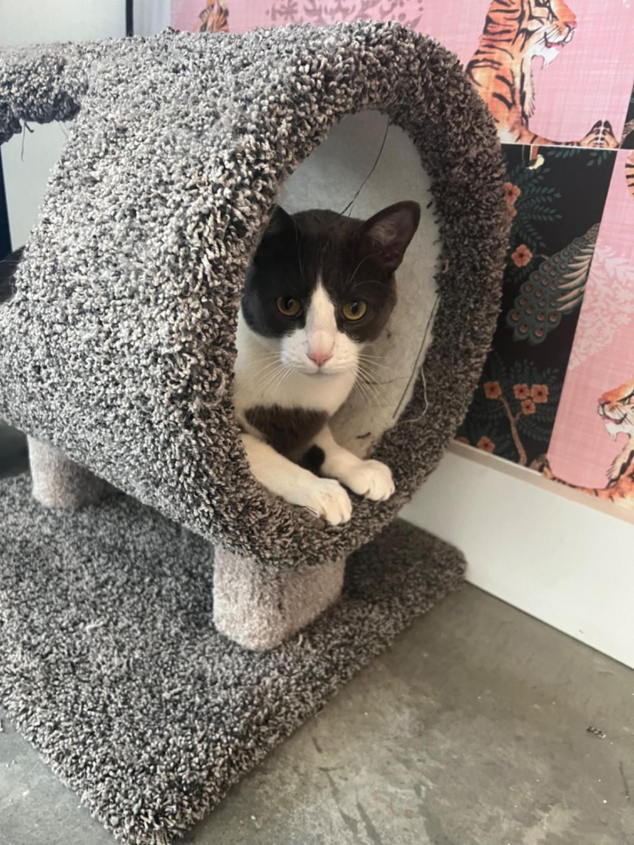 Country Kennels Paw Partner