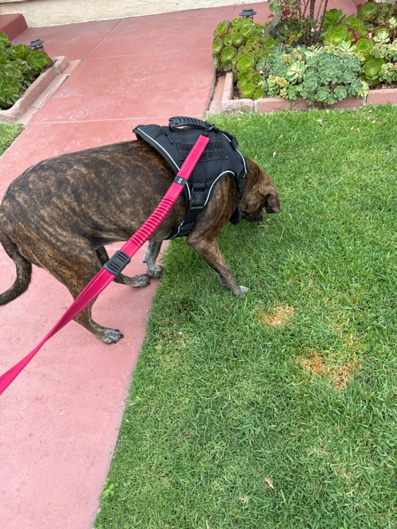 Long Beach House Of Paw Paw Partner