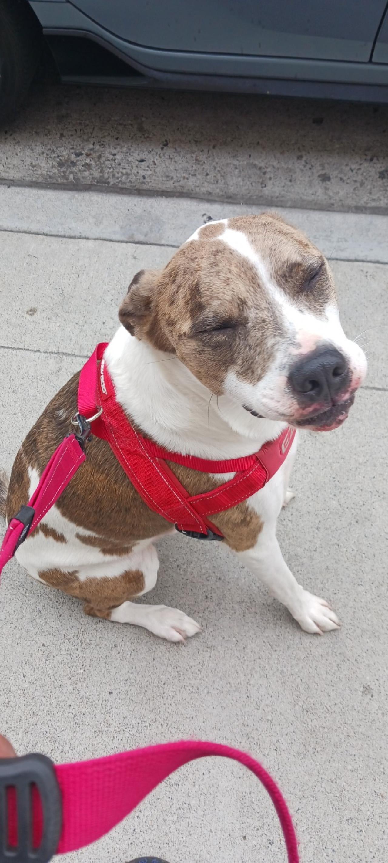 Long Beach House Of Paw Paw Partner