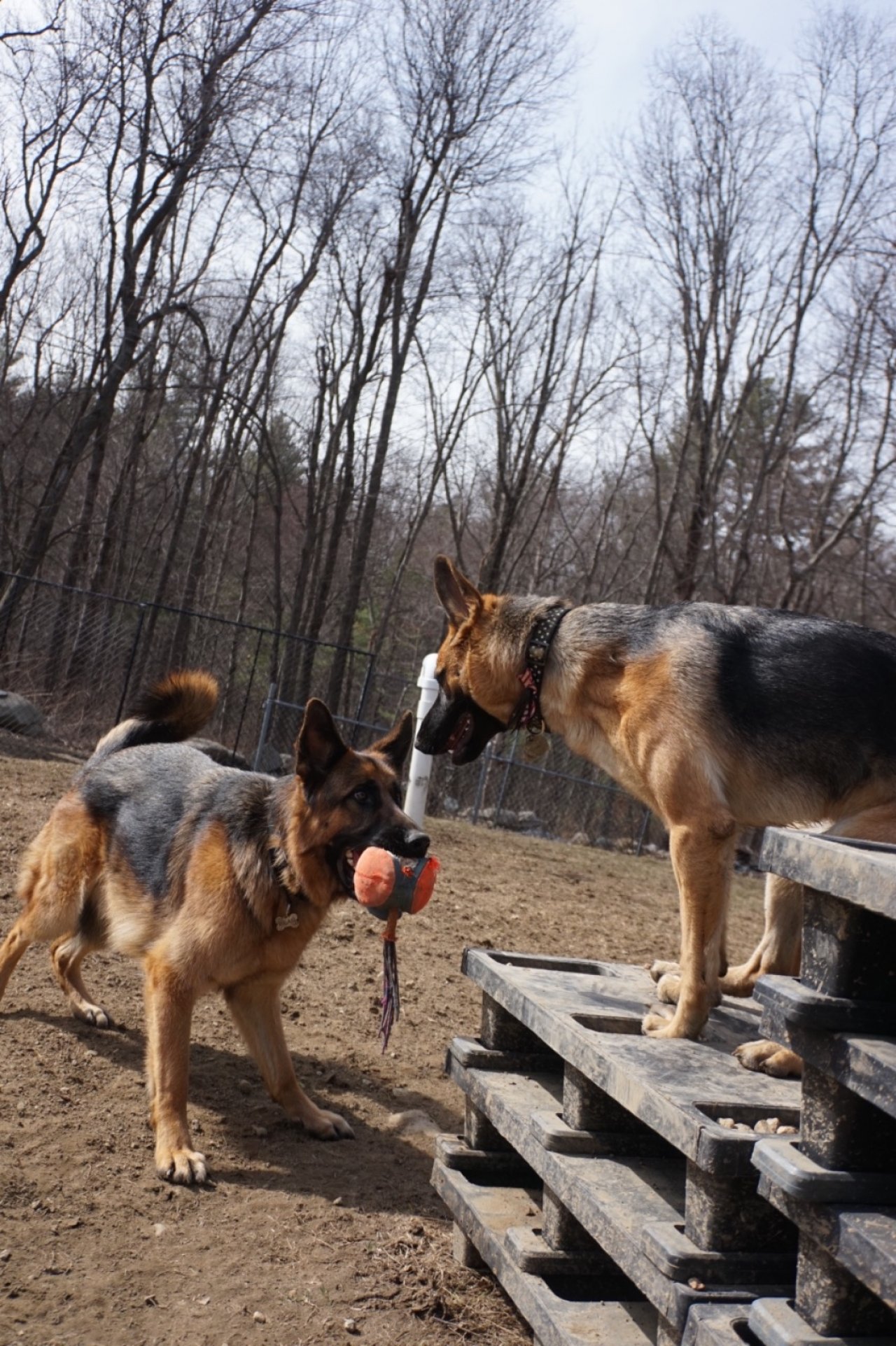 Pleasant Kennels Paw Partner