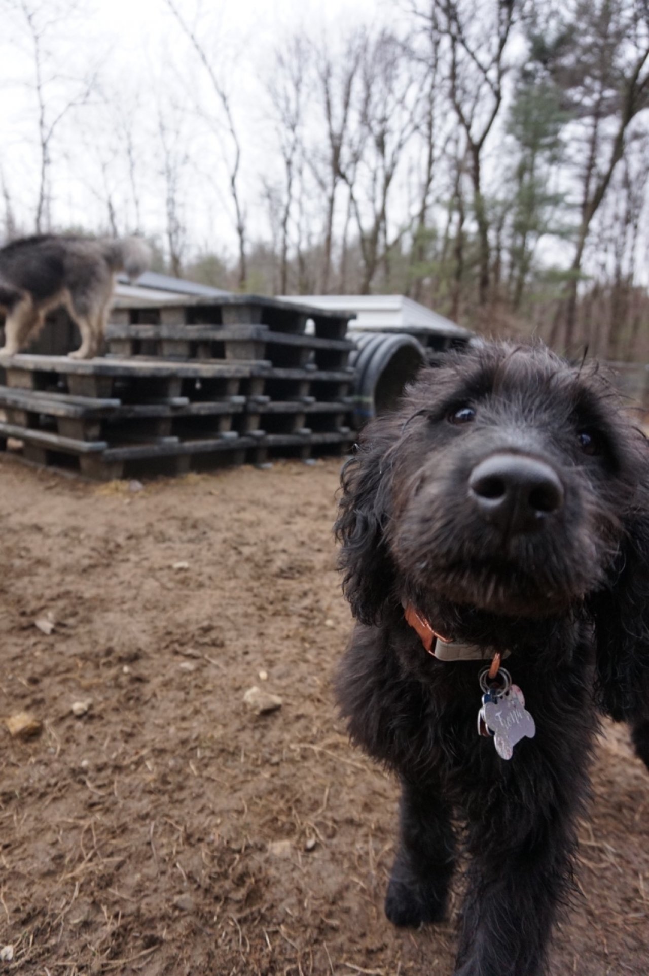 Pleasant Kennels Paw Partner