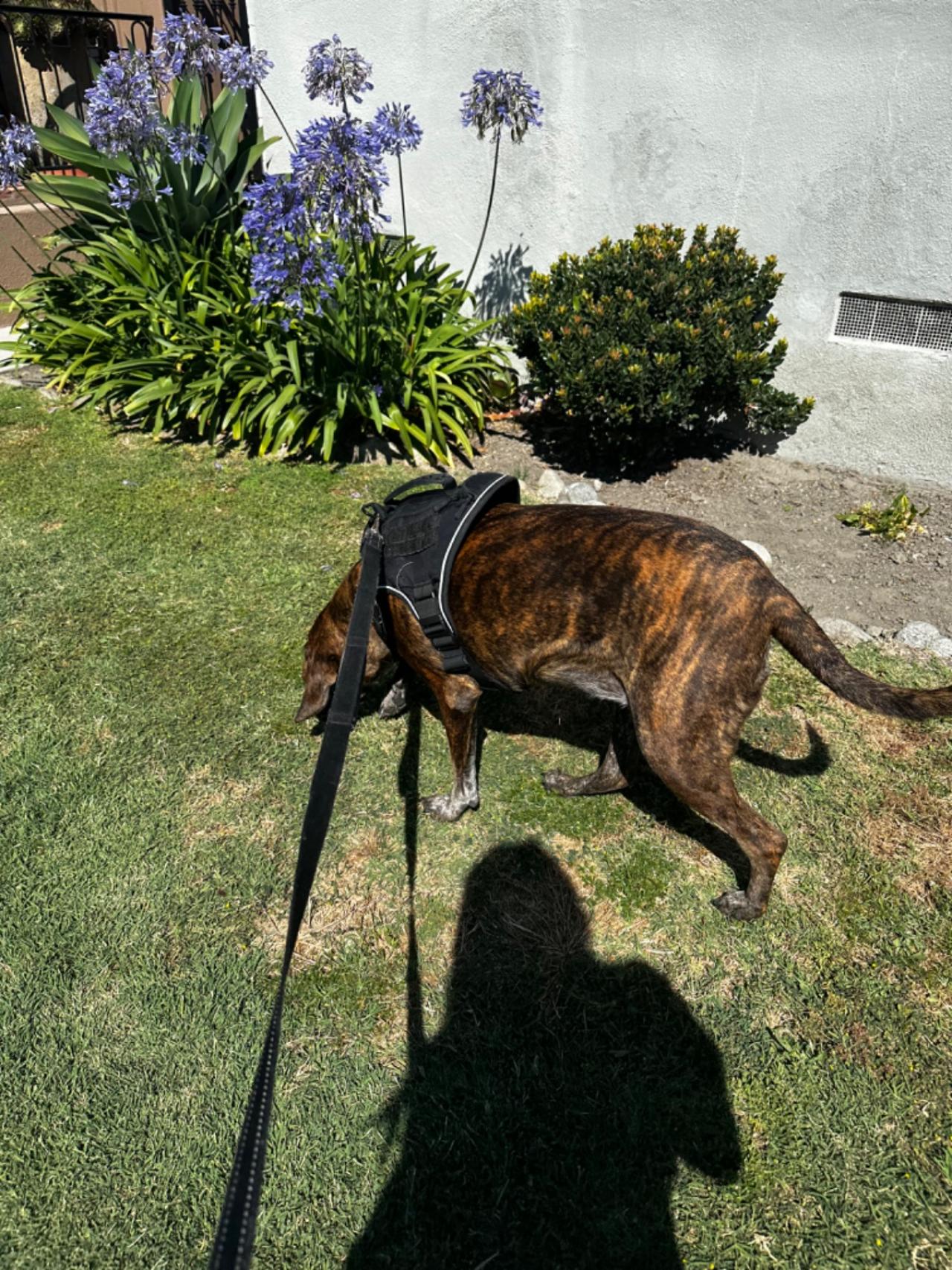 Long Beach House Of Paw Paw Partner