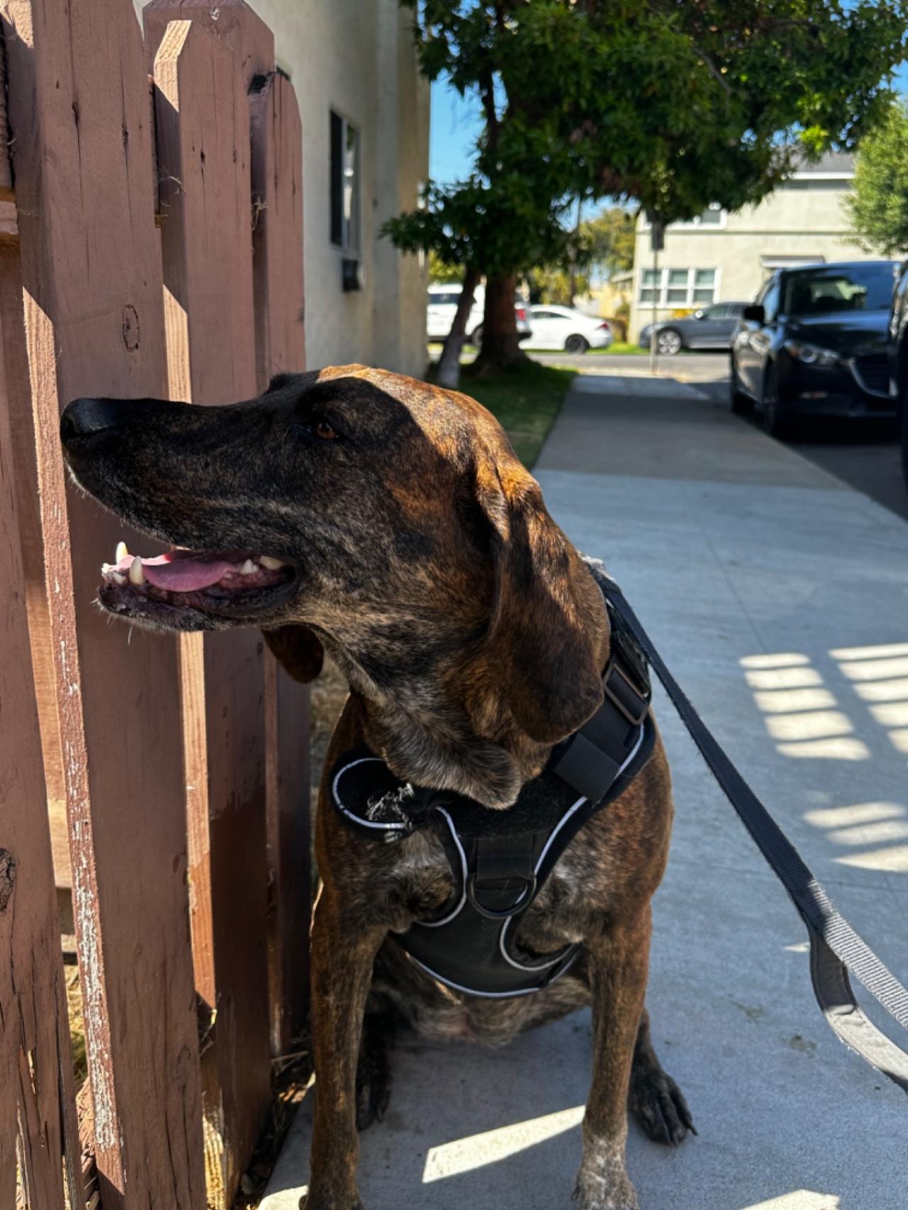 Long Beach House Of Paw Paw Partner