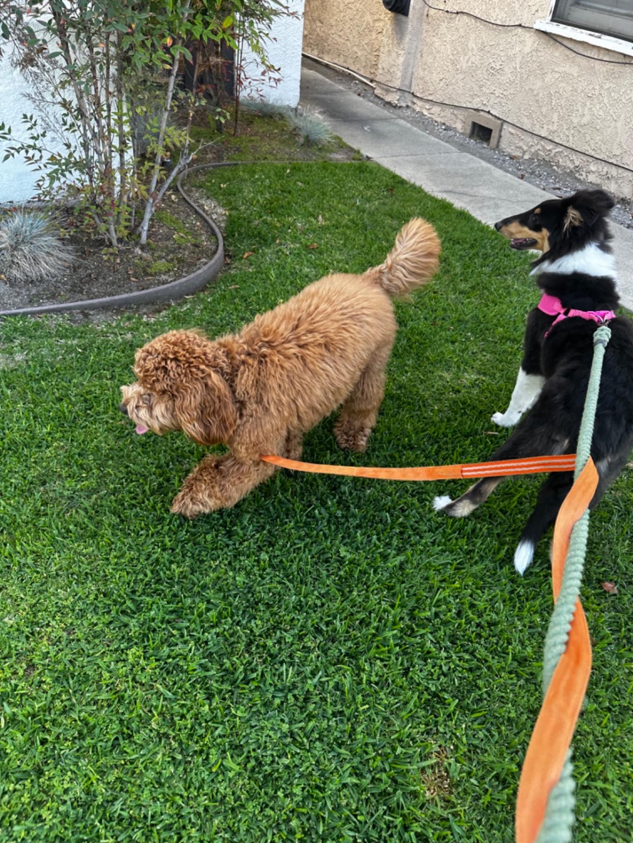 Long Beach House Of Paw Paw Partner