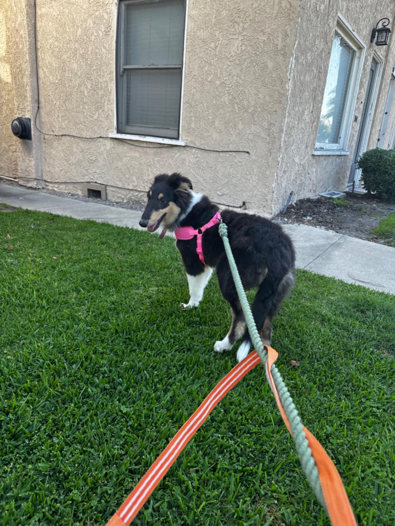 Long Beach House Of Paw Paw Partner