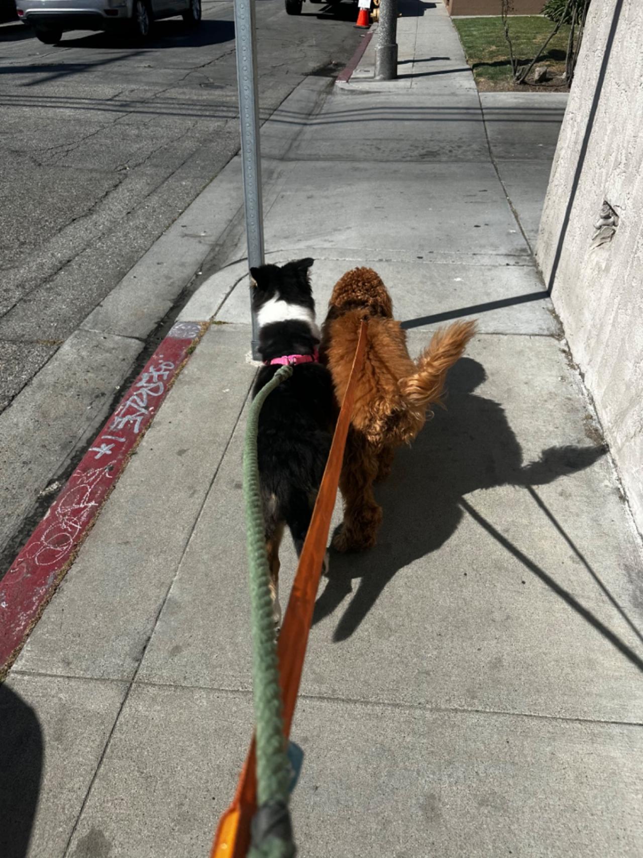 Long Beach House Of Paw Paw Partner