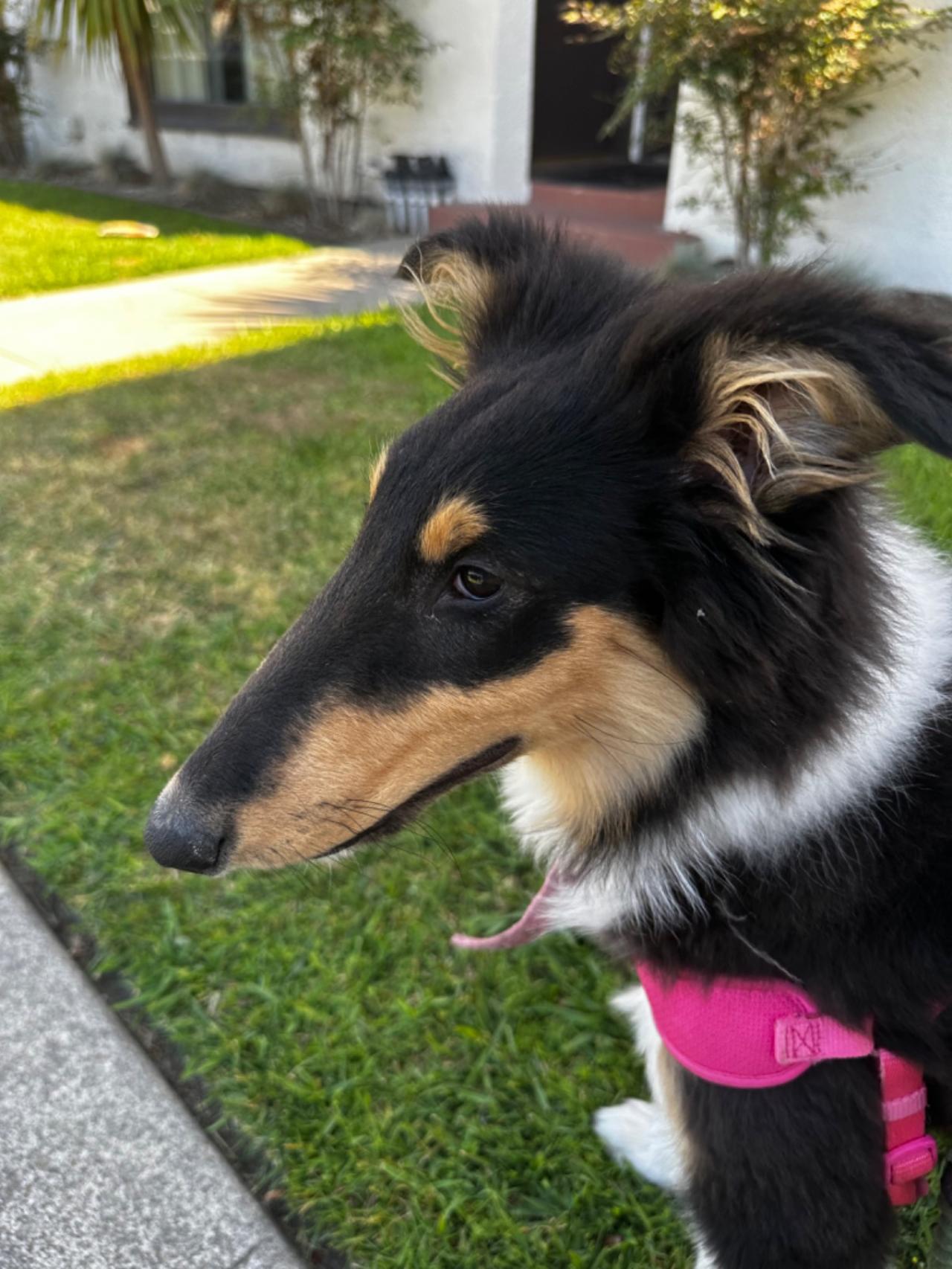 Long Beach House Of Paw Paw Partner